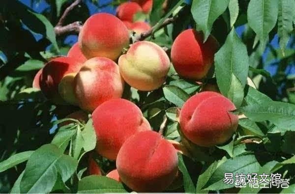 今年桃子上市价格比去年贵多了，为啥果农却说不赚钱呢？为啥呢？