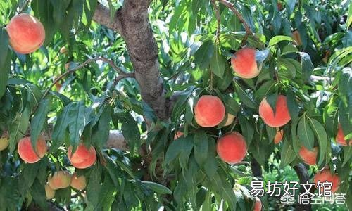 今年桃子上市价格比去年贵多了，为啥果农却说不赚钱呢？为啥呢？