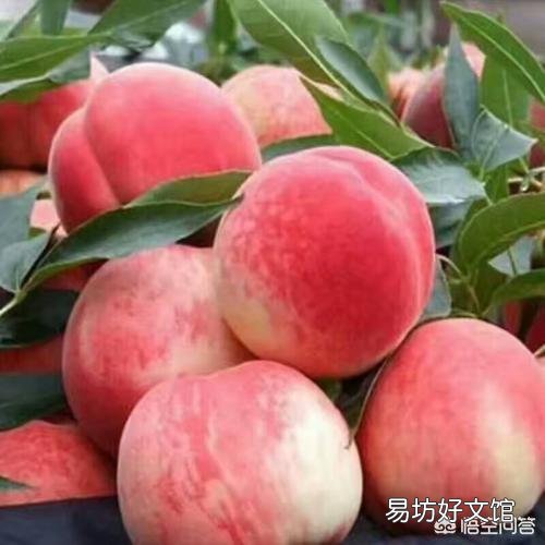今年桃子上市价格比去年贵多了，为啥果农却说不赚钱呢？为啥呢？