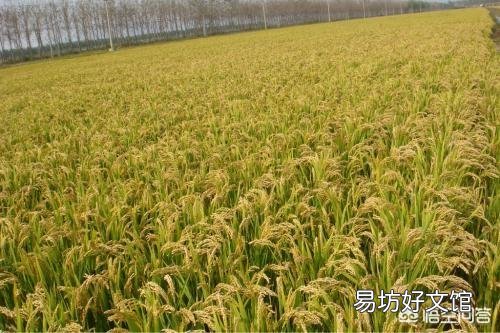 农民希望粮价上涨,即便粮价上涨到2元一斤,农村能有多大变化?