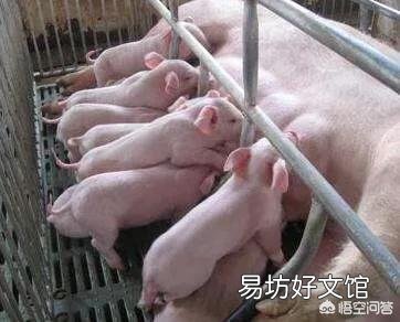 为什么现在的猪得病那么多?而且还容易造成死亡,什么原因呢?