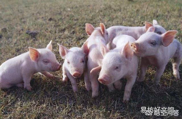 为什么现在的猪得病那么多?而且还容易造成死亡,什么原因呢?