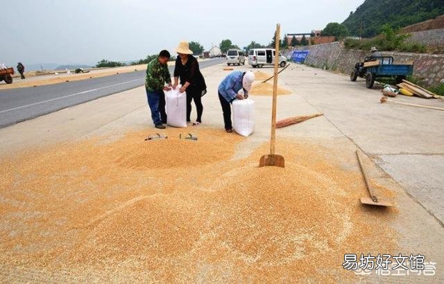 洒水车向农户晾晒的小麦浇水,你怎么看?为何不能体谅一下呢?