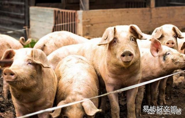 屠宰场里的生猪有“五号病”?湘潭一男子因造谣被行政拘留3天, 你怎么看?