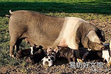 如果自己猪场周边猪场有非洲猪瘟,如何才能保护好自己的猪?