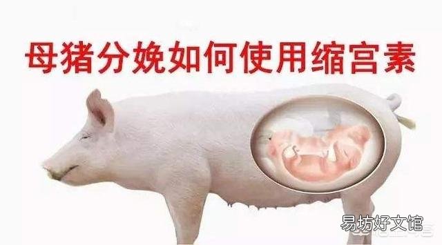 在母猪分娩时,到底该不该使用缩宫素?