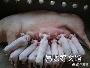 在母猪分娩时,到底该不该使用缩宫素?