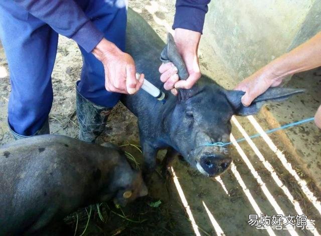 非洲猪瘟疫疫苗优选实施量产了,而曾经的养猪户你还会继续选择养猪吗?