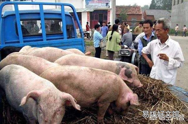 听说广西地区已经没有非洲猪瘟了是真的吗?养殖户现在补栏怎么样?