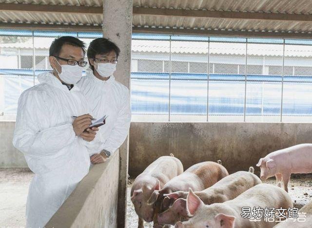 听说广西地区已经没有非洲猪瘟了是真的吗?养殖户现在补栏怎么样?