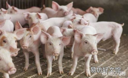 听说广西地区已经没有非洲猪瘟了是真的吗?养殖户现在补栏怎么样?