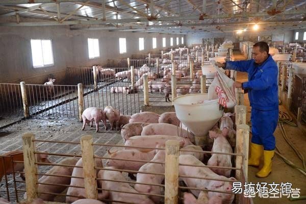 听说广西地区已经没有非洲猪瘟了是真的吗?养殖户现在补栏怎么样?