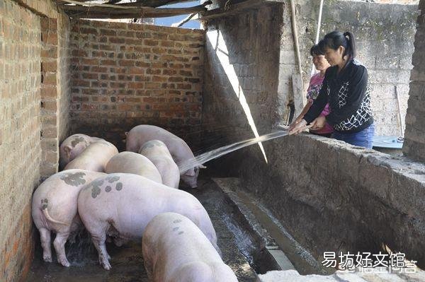 听说广西地区已经没有非洲猪瘟了是真的吗?养殖户现在补栏怎么样?