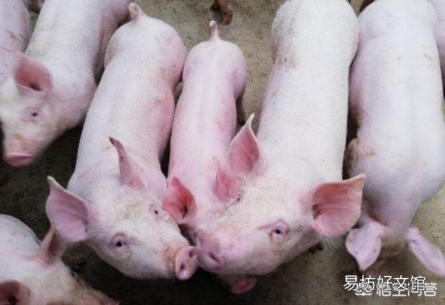 2019年下半年猪价走势将如何?