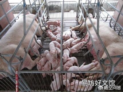 甘肃地区这几天生猪价格为何回落明显?17元/公斤会不会跌破?