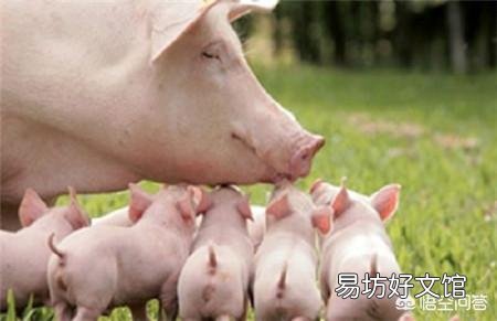 甘肃地区这几天生猪价格为何回落明显?17元/公斤会不会跌破?