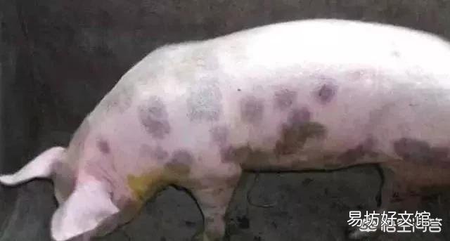 猪丹毒疫苗接种母猪,哪种免疫途径更易被接受?会降低免疫效果吗?