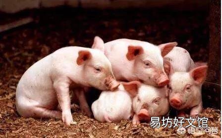猪丹毒疫苗接种母猪,哪种免疫途径更易被接受?会降低免疫效果吗?