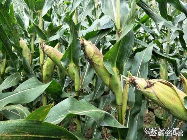 今年种什么牌子玉米好?