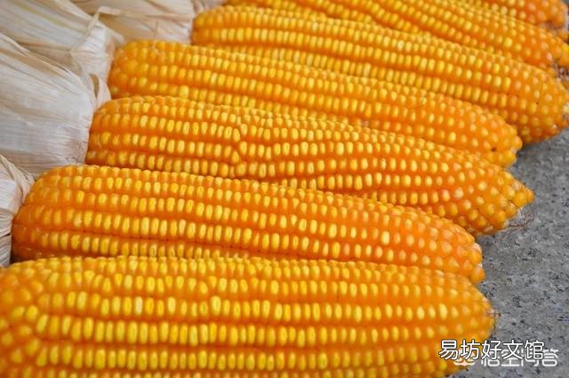 今年种什么牌子玉米好?