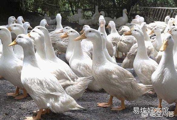文昌禁止城区居民区养殖畜禽,违者罚款50元以上300元以下, 你怎么看?