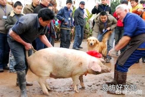 文昌禁止城区居民区养殖畜禽,违者罚款50元以上300元以下, 你怎么看?