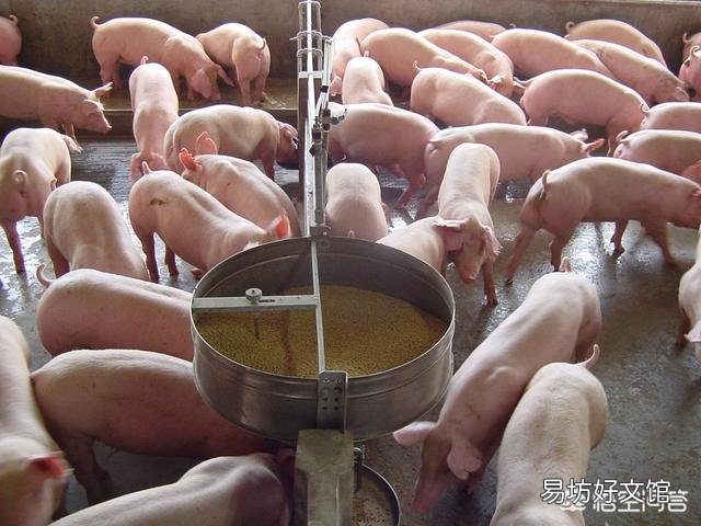 面对当前高风险和高收益,国内生猪企业是如何寻求平衡的?