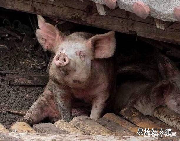 面对当前高风险和高收益,国内生猪企业是如何寻求平衡的?