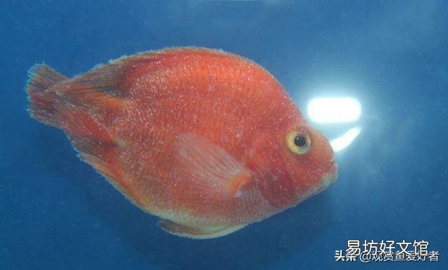 我家血鹦鹉得了白点病怎么治?