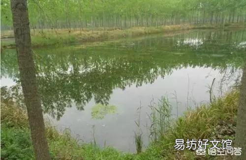 没有环沟的虾稻田,育苗的话是不是比有环沟的虾稻田更有优势,出苗更早,苗长得更快?