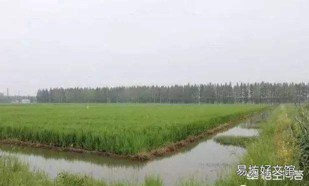 没有环沟的虾稻田,育苗的话是不是比有环沟的虾稻田更有优势,出苗更早,苗长得更快?
