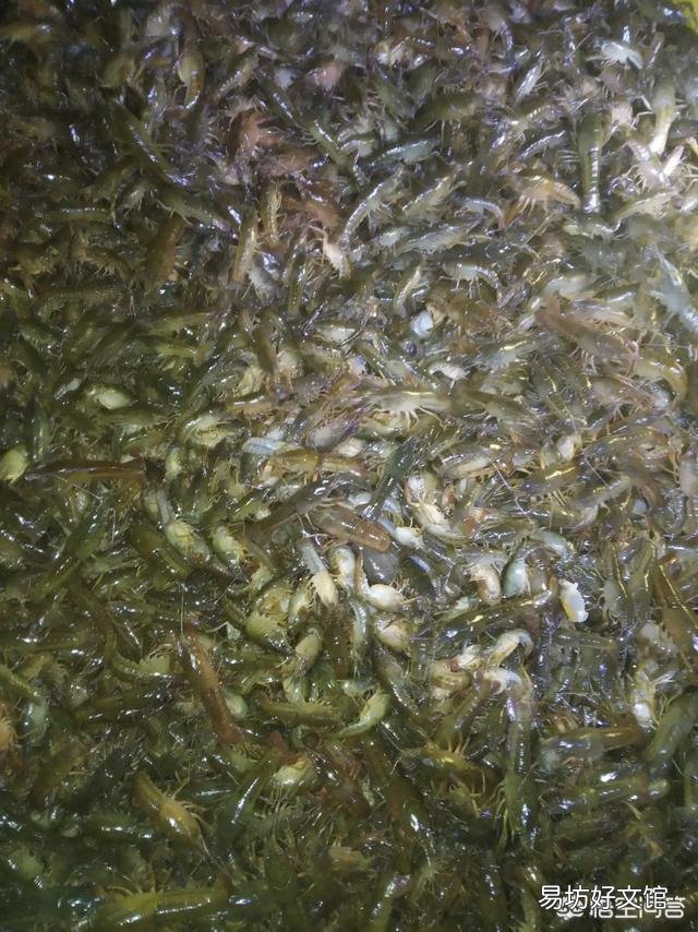 没有环沟的虾稻田,育苗的话是不是比有环沟的虾稻田更有优势,出苗更早,苗长得更快?