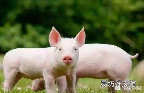 出生四五天的小猪身体很软走路身体不稳是什么病,用什么药冶疗?