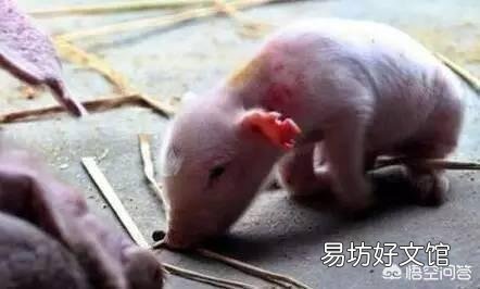 出生四五天的小猪身体很软走路身体不稳是什么病,用什么药冶疗?