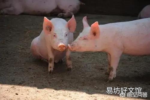 猪价后市可期，现在复养来得及么？