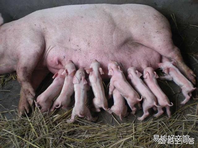 母猪产后清洗子宫很多次会伤到子宫吗?