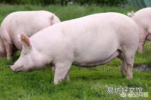 母猪产后清洗子宫很多次会伤到子宫吗?