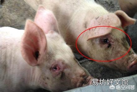 母猪亚健康,仔猪存活率低怎么办?