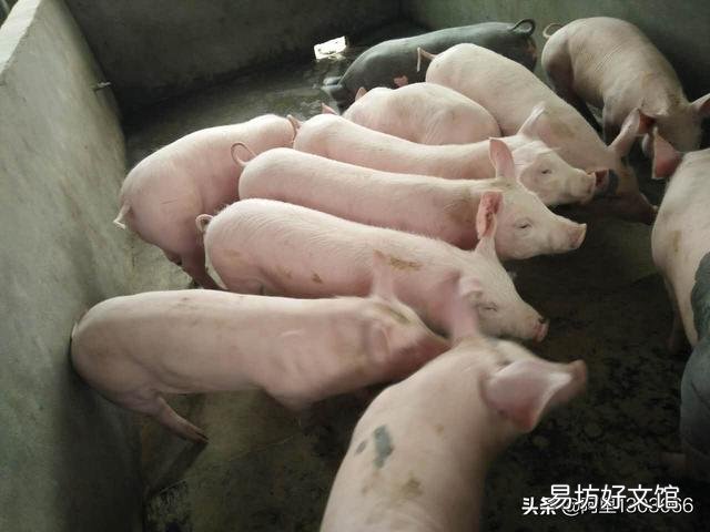 母猪亚健康,仔猪存活率低怎么办?