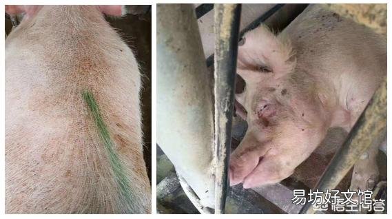 母猪亚健康,仔猪存活率低怎么办?
