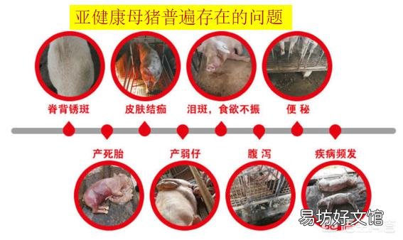 母猪亚健康,仔猪存活率低怎么办?