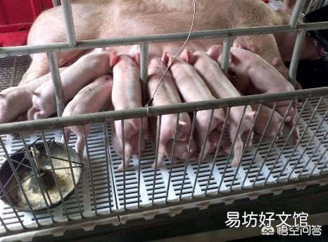 母猪亚健康,仔猪存活率低怎么办?