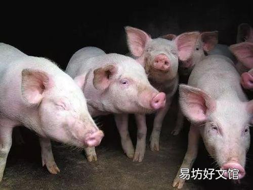 母猪亚健康,仔猪存活率低怎么办?