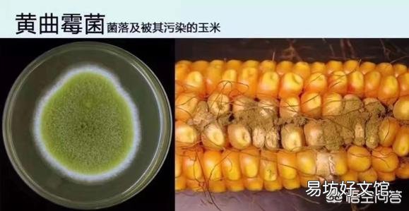 母猪亚健康,仔猪存活率低怎么办?