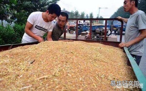 小麦价格下跌,农民该如何卖粮?7月份小麦价格走势如何?