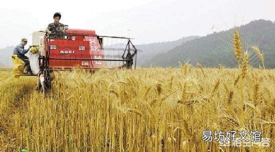 小麦价格下跌,农民该如何卖粮?7月份小麦价格走势如何?