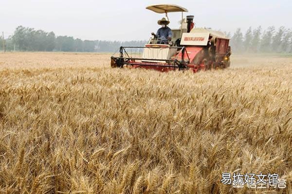 小麦价格下跌,农民该如何卖粮?7月份小麦价格走势如何?