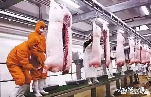 五月上半月猪价行情非常不好,你觉得下半月会出现逆转大涨吗?