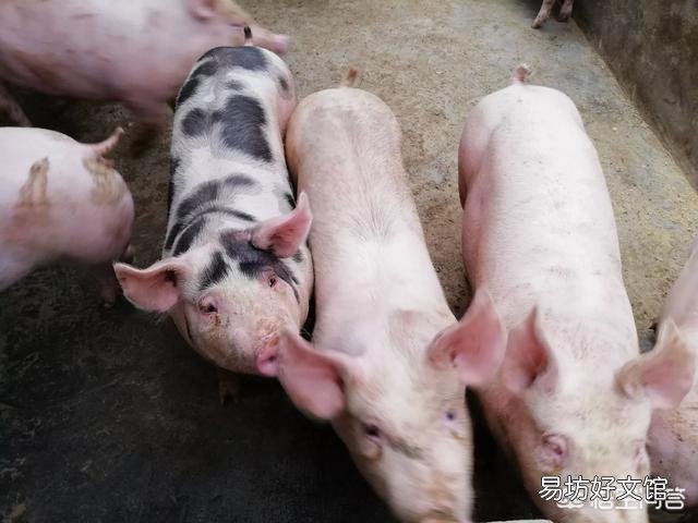 五月上半月猪价行情非常不好,你觉得下半月会出现逆转大涨吗?
