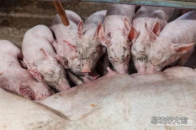 猪饲料可以用烟熏消毒吗?